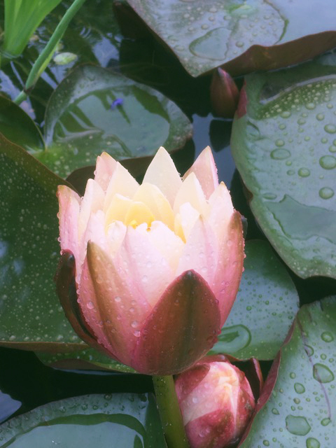 LOTUS-S